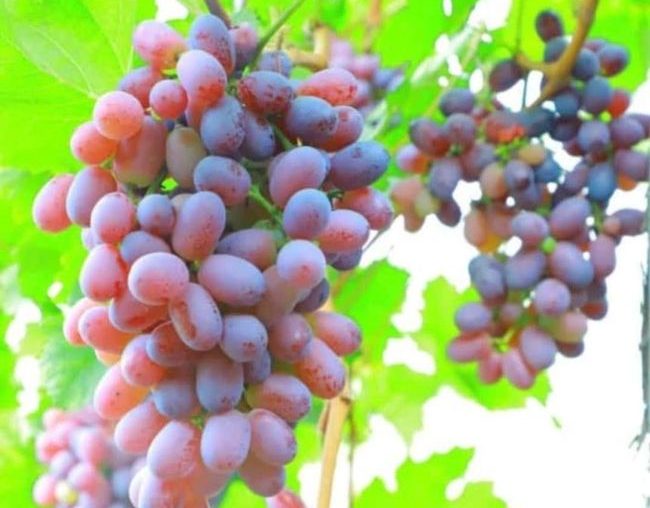 Dedicated farmers working together to bring fresh, high-quality produce from field to table.