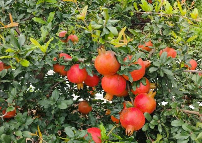 Organic farms avoid toxic inputs, improve soil health, grow clean, sustainable food that supports nature.