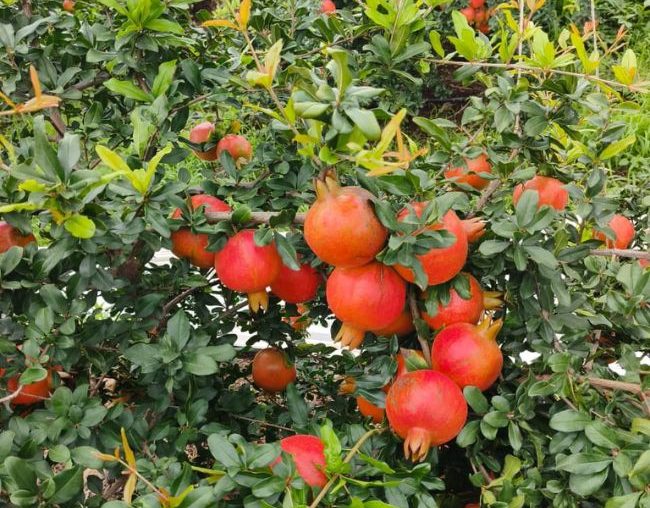 Organic farms avoid toxic inputs, improve soil health, grow clean, sustainable food that supports nature.