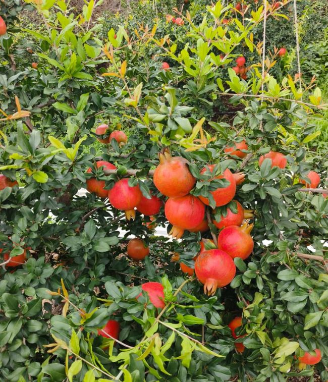 Organic farms avoid toxic inputs, improve soil health, grow clean, sustainable food that supports nature.
