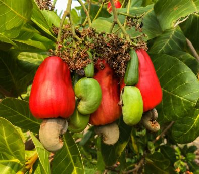 Premium-quality Indian cashews carefully sourced and selected for their rich taste, freshness, and consistent quality, suitable for global food markets.